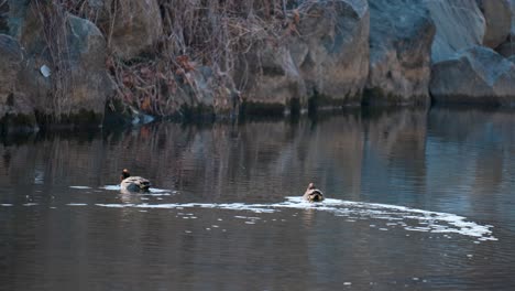 los machos de eurasiático nadan en el estanque invernal de agua quieta comiendo algas por la noche