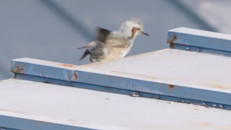 Bulbul-De-Orejas-Marrones-Mirando-A-Su-Alrededor-Y-Volando