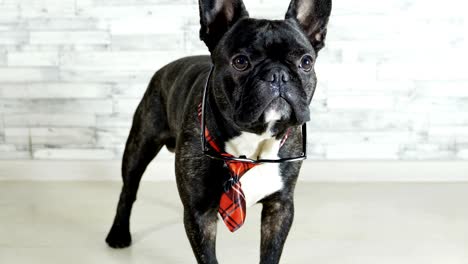 french bulldog standing in tie with glasses licking