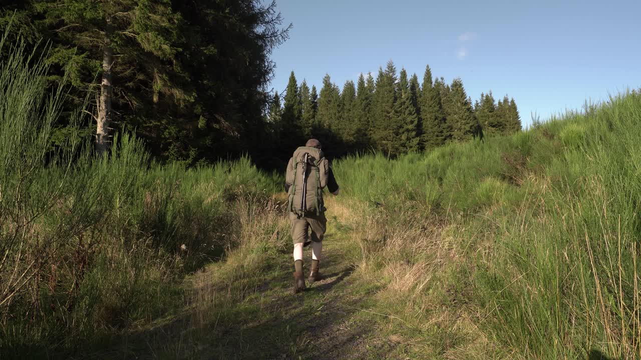 Hiker walking down a trail into a Pine Forest