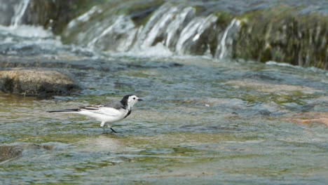 hungry white wagtail amur wagtail bird feeding in clean sream shallow water, pecking underwater bugs, running creek rapids in background