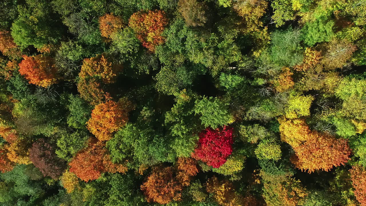 vista de pájaro del vibrante bosque otoñal en un día soleado