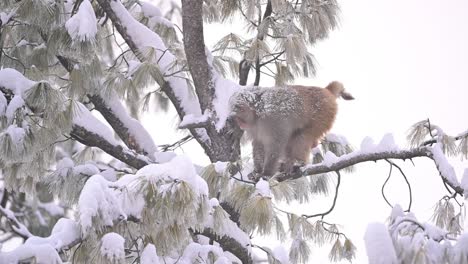 rhesus macaque monkey  in snow fall