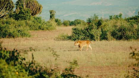 Lioness-takes-a-leisurely-walk-in-the-grassland---African-wilderness,-safari