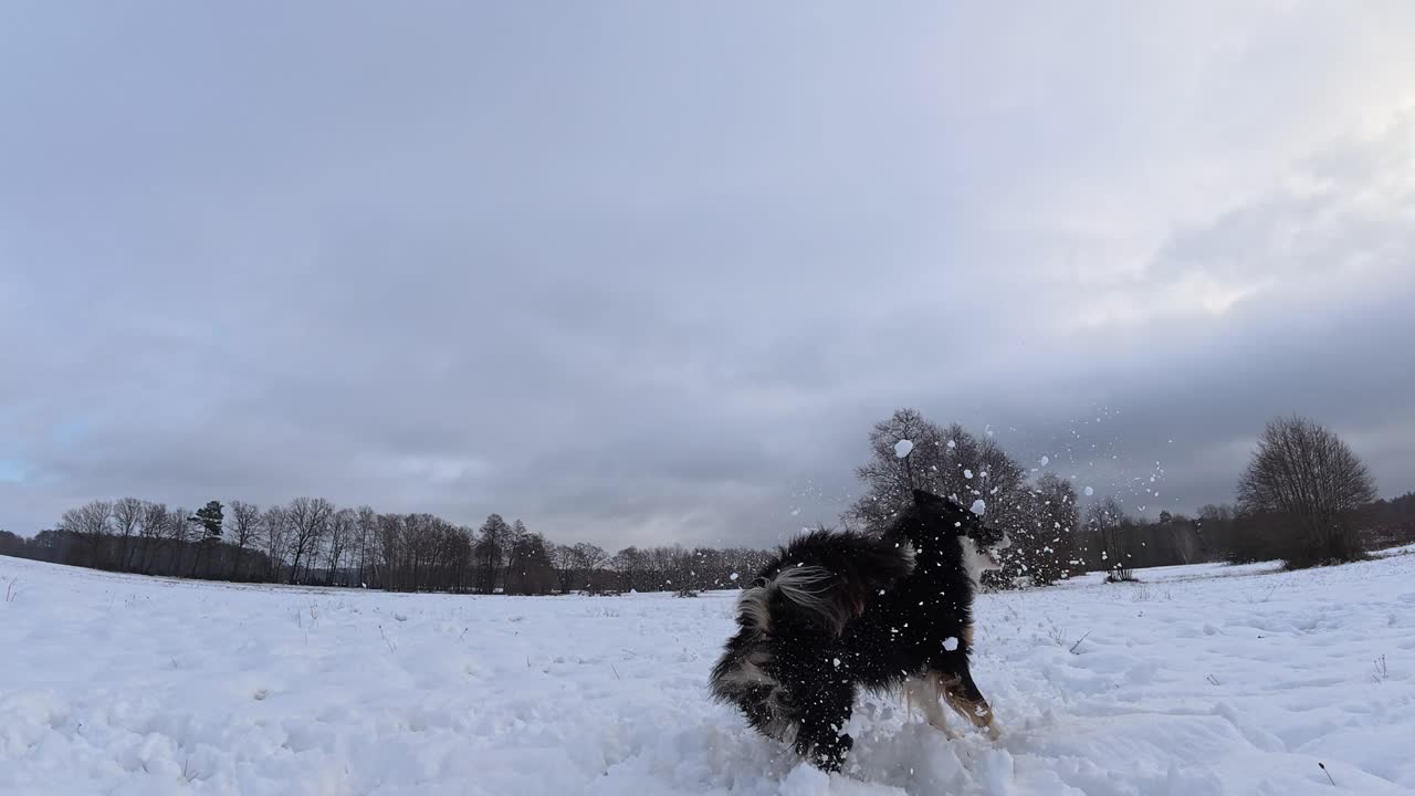 Dog repeatedly jumps to grab snow tossed toward him on a cold, overcast December day