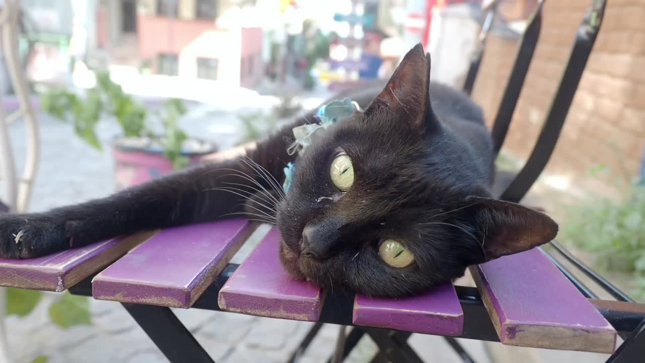 Gatto nero su una sedia