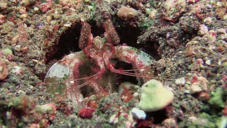 large spearing mantis shrimp partly hidden in a hole moves oval eyes and disappears into its hole, close-up shot