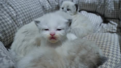 Cat-family--litter-of-four-ragdoll-kittens-siblings