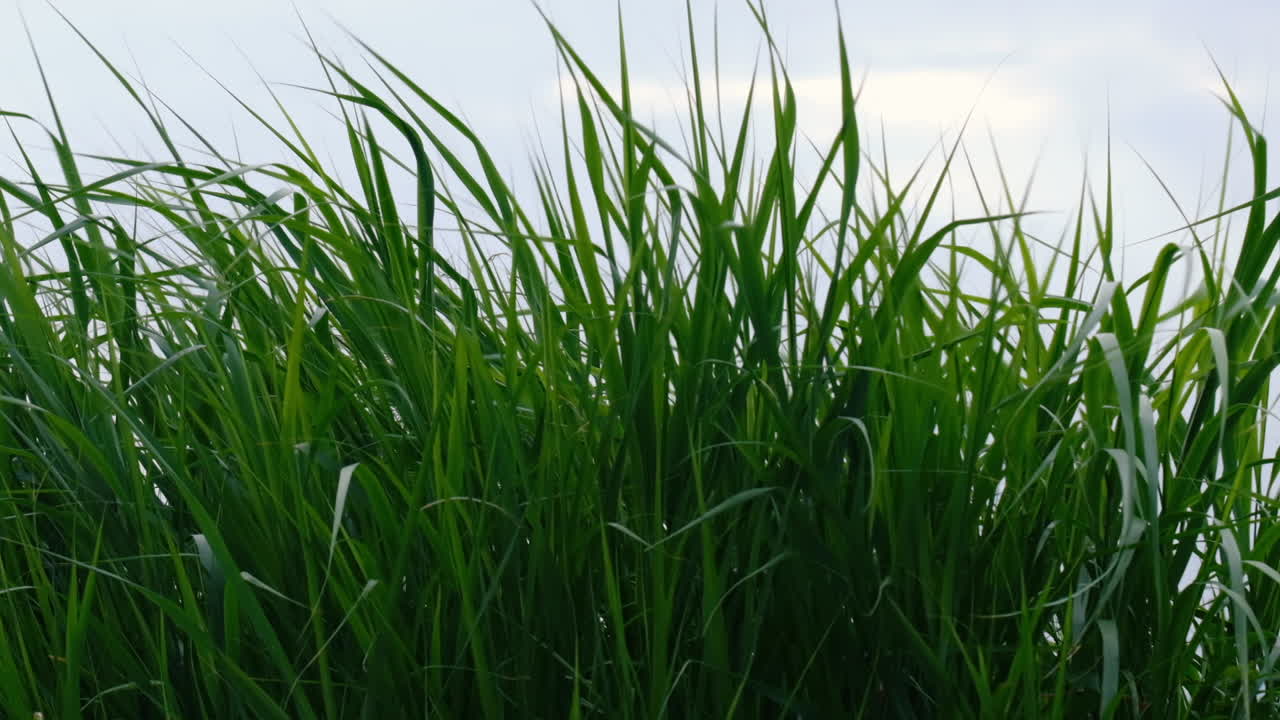 movimiento lento de la hierba verde lentamente sacudido por el viento