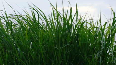 Slow-motion-of-green-grass-slowly-swayed-by-wind