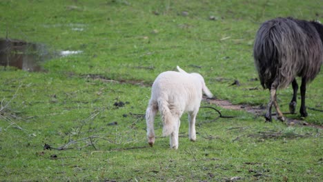 slow motion shot of lamb walking away shaking its head in sardinia, italy