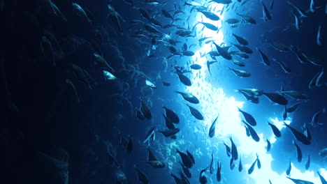 group of glass fish schooling in the canyon of dahab in the red sea of egypt