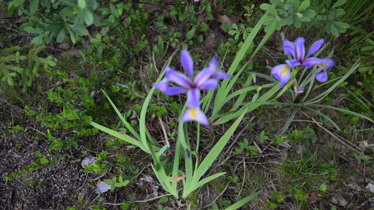 스페인 아이리스 꽃 (iris xiphium) 은 미시간 주 매키나크 섬에서 야생에서 자란다.