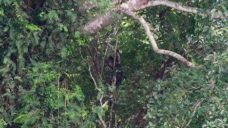 el oso negro asiático bajando de un árbol fructífero, ursus thibetanus, también se llama oso negro asiático