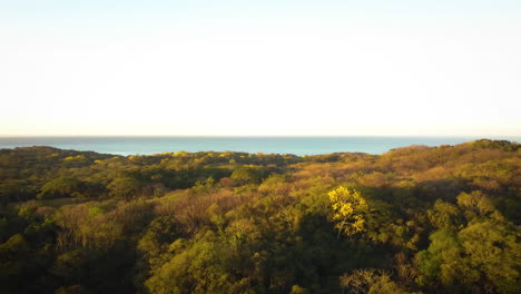lush island forest with the ocean in the distance