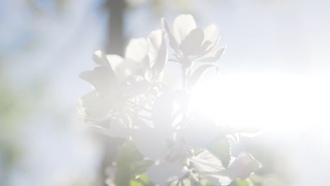 Nahaufnahme-Von-Weißen-Blumen-Auf-Apfelbaum-Im-Obstgarten-Mit-Hintergrundbeleuchtung-Mit-Heller-Sonne