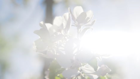 밝은 태양이 비치는 과수원 백라이트에 있는 사과나무에 있는 흰색 꽃을 가까이서 볼 수 있습니다.
