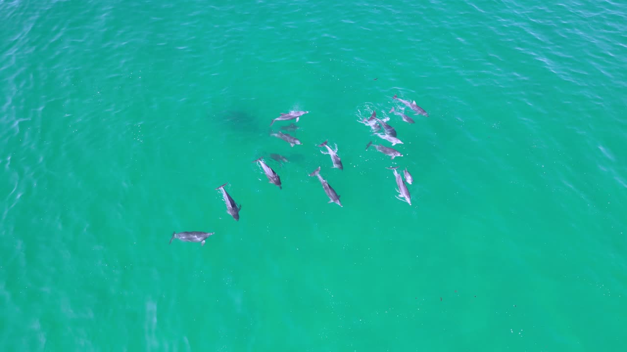 gran manada de delfines en la playa de bondi sydney drone aéreo disparó 4k agua azul