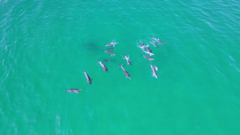 Large-dolphin-pod-at-bondi-beach-sydney-aerial-drone-shot-4K-Blue-water