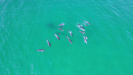 large dolphin pod at bondi beach sydney aerial drone shot 4k blue water