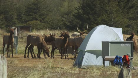 a herd of male and female elk moves slowly near a tent, eating grass