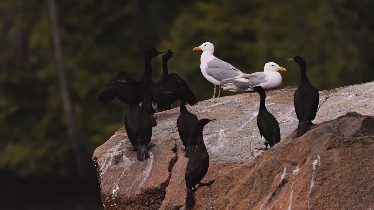 cormoranes, gaviotas y araos negros sentados en la isla tremble en los rápidos nakwakto cerca de la isla de vancouver, columbia británica cámara panorámica izquierda