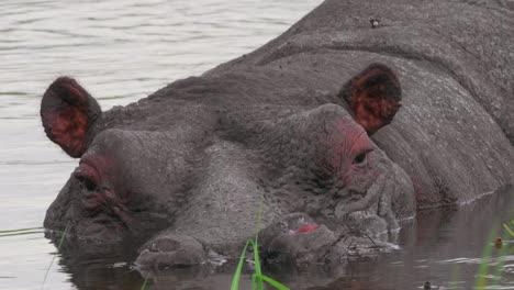 Ein-Nilpferd-Starrt-In-Die-Kamera,-Während-Es-Sich-Im-Ruhigen-Wasser-Des-Sees-In-Botswana-Entspannt-–-Nahaufnahme