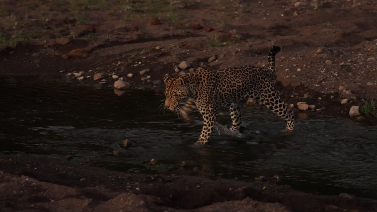 Botsvana'da, alacakaranlıkta bir su akıntısını geçerken patisini sallayan bir leopar.