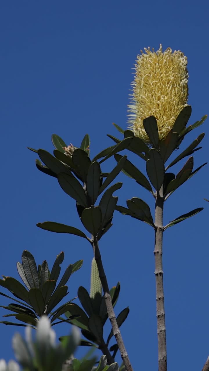 은 파란 하늘을 배경으로 해안 시아 꽃