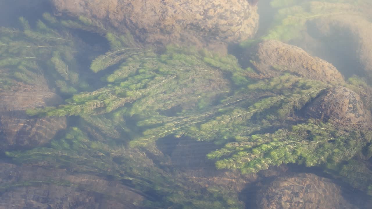 은 하천 에서 흔들리는 수생 식물 들