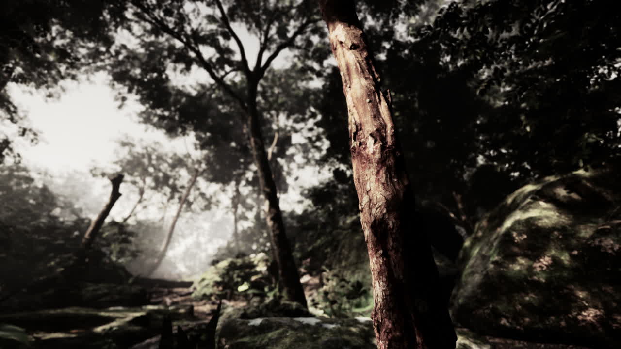 아침 일찍  ⁇ 빛이 넘치는 숲