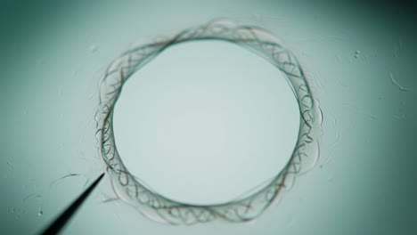 a lab experiment reveals intricate circular patterns formed by swirling liquid.