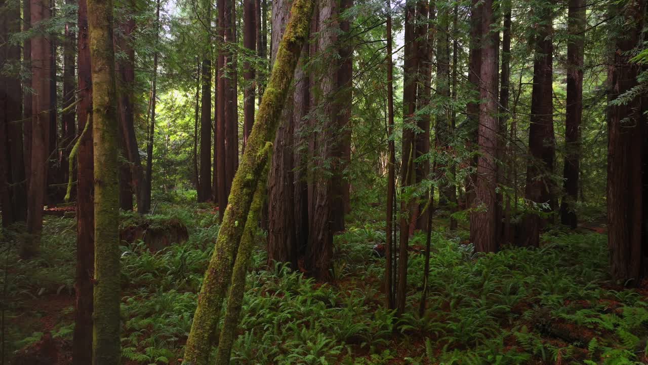 Lost Coast Trail PNW Redwood National and State Parks forest sun mist fog rain aerial drone California Eureka Fort Bragg giant sequoia tallest tree dense green foliage nature landscape right motion