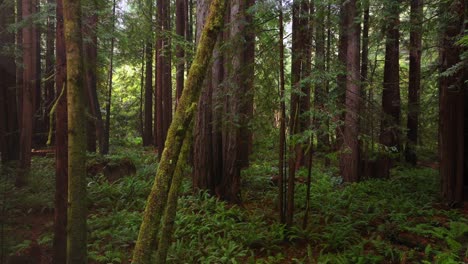 lost coast trail pnw redwood national and state parks forest sun mist fog rain aerial drone california eureka fort bragg giant sequoia tallest tree dense green foliage nature landscape right motion