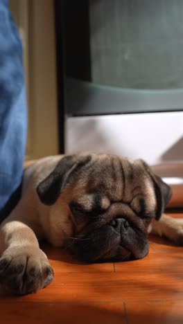sleepy pug on wooden floor
