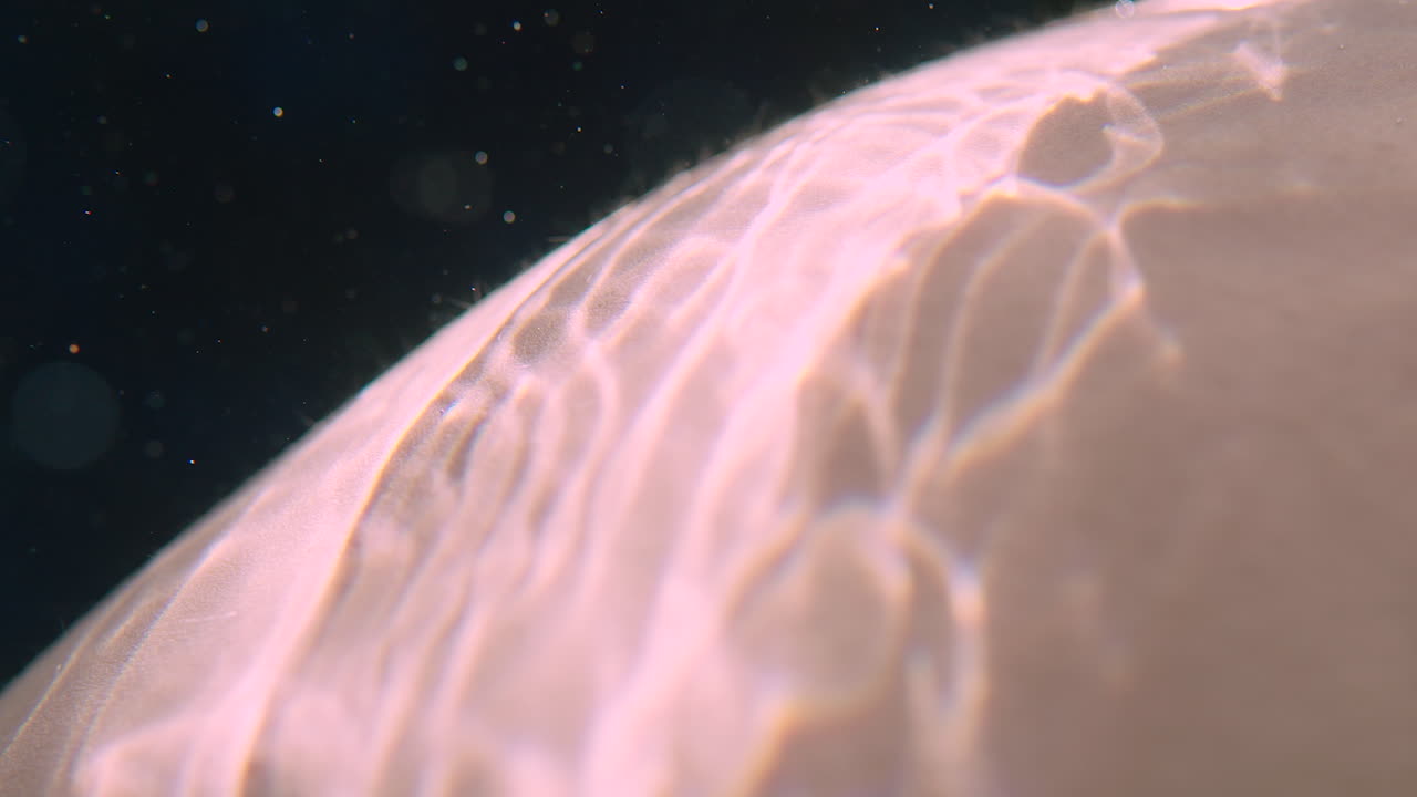 impresionante primer plano cinematográfico de reflexiones sobre un vientre embarazado