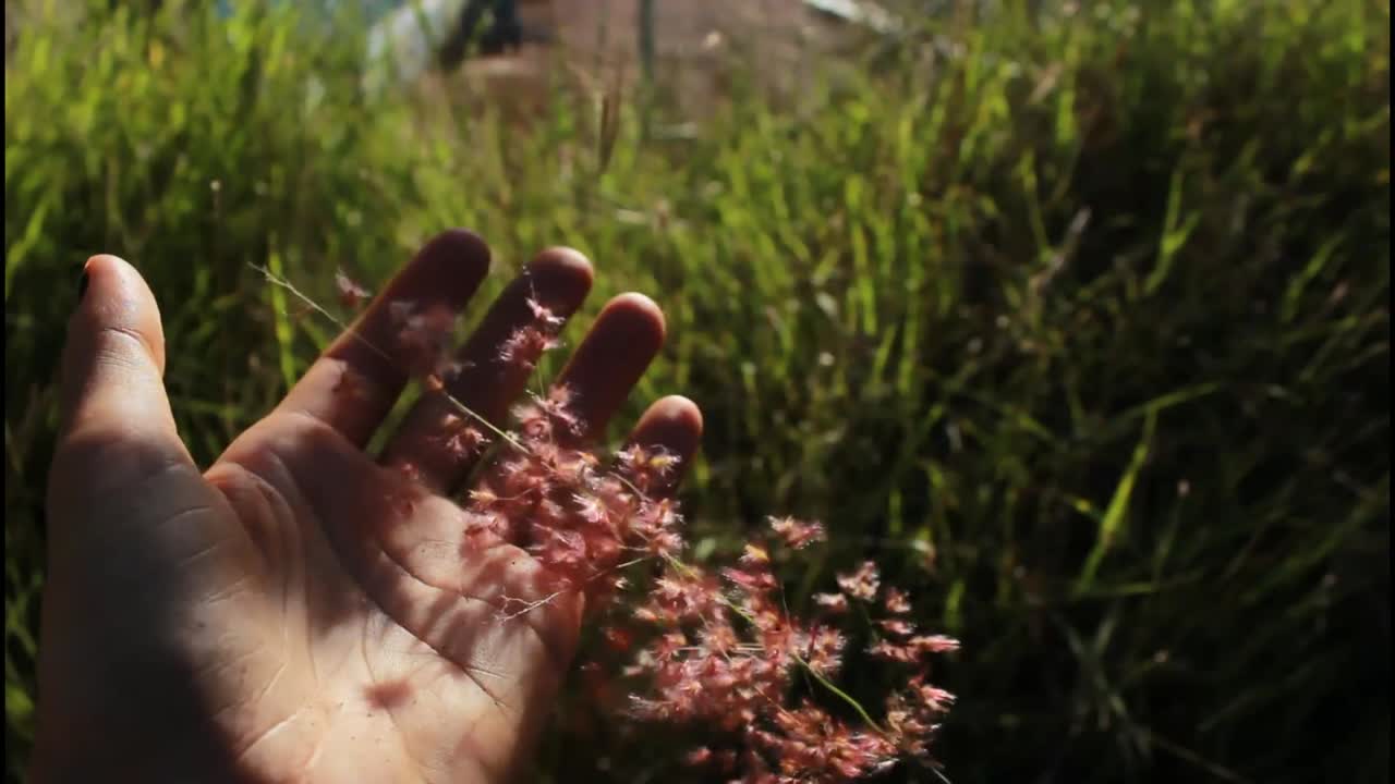 la mano sosteniendo flores en la hierba