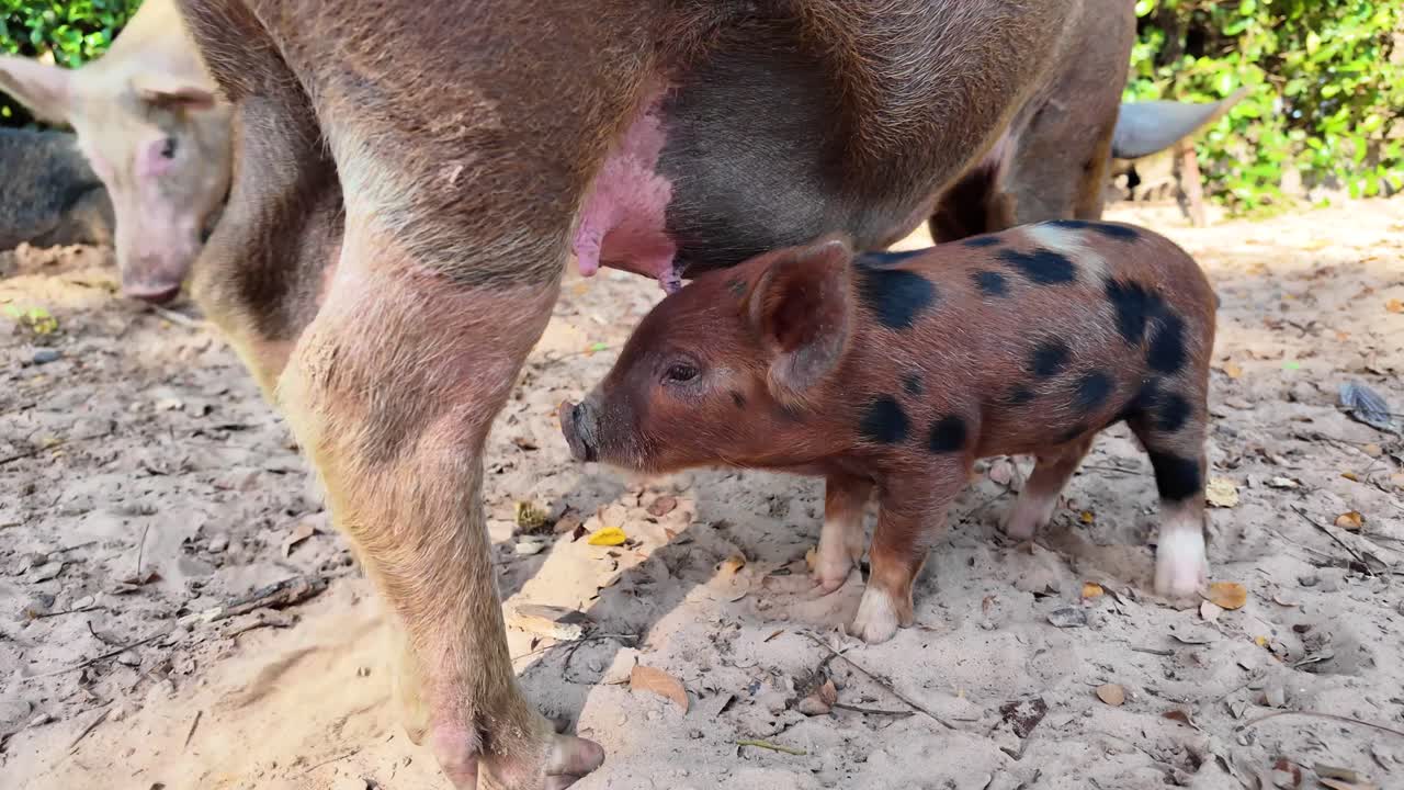 Porcos de fazenda em curral ao ar livre, comendo e cena de habitat natural