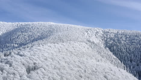 snow-covered treetops on a mountain crest in winter,czechia