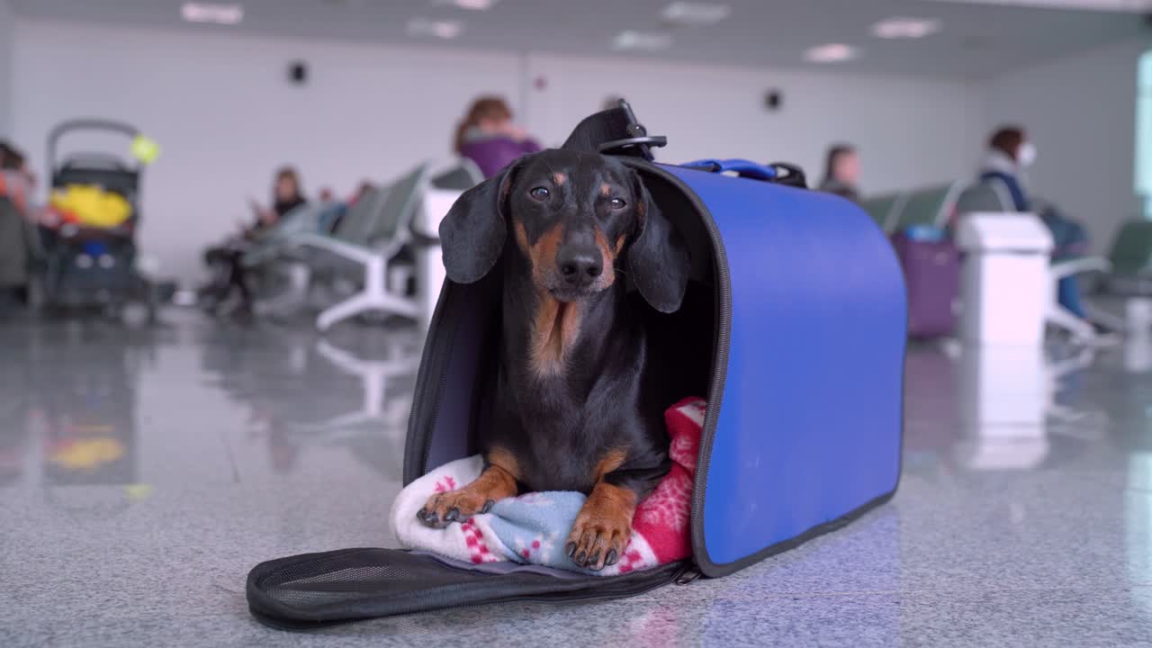 Funny dachshund dog, black and tan, in his travel blue bag cage at the airport, looks around waiting for a flight. Pet in cabin. Traveling with dogs concept