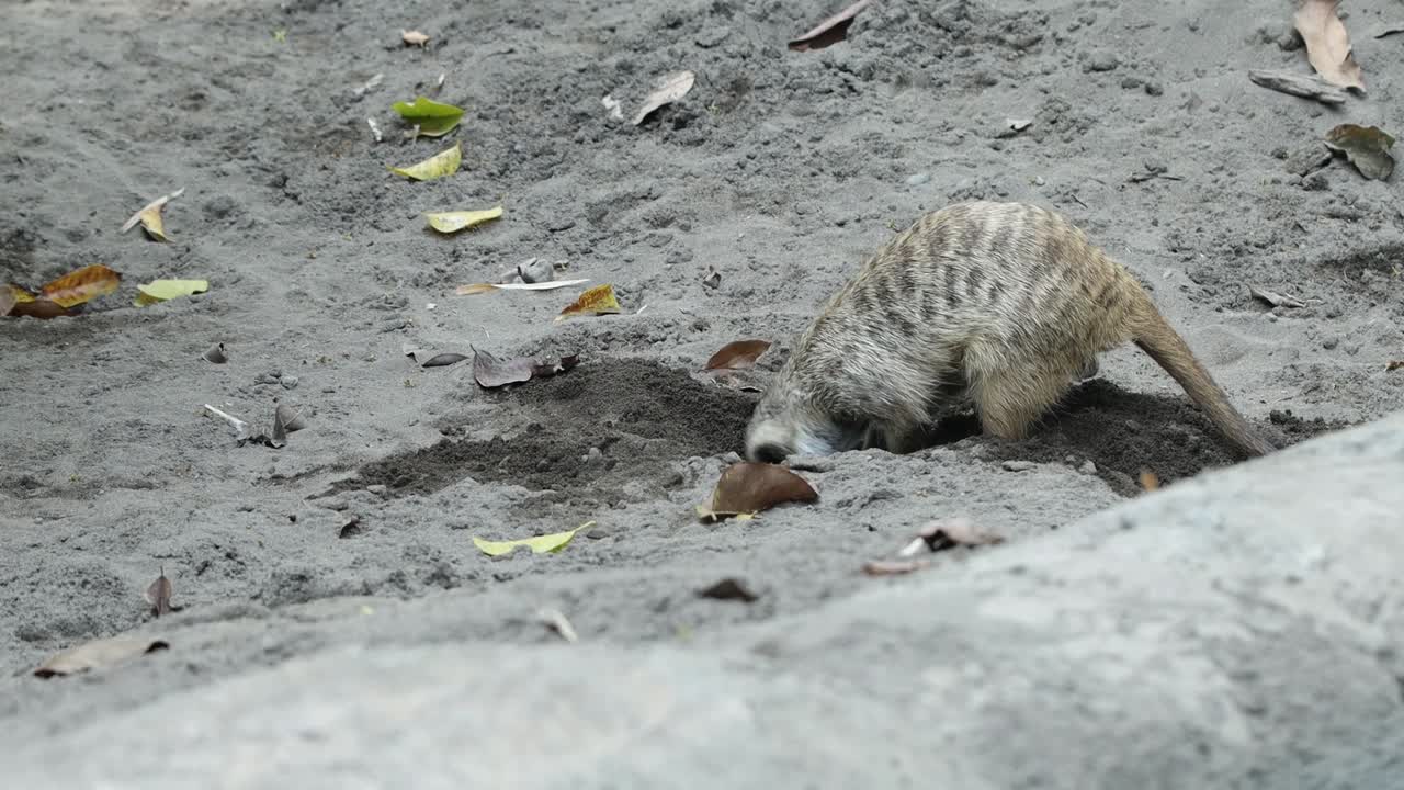 Meerkat Digging in Sand Looking for Food in Natural Habitat