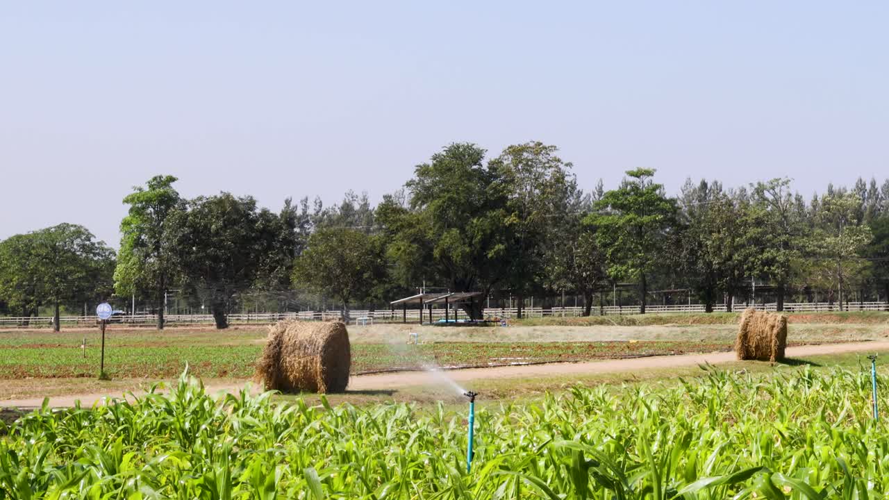 Rotating sprinklers irrigate a green hay field under bright daylight in rural Khao Yai, Thailand