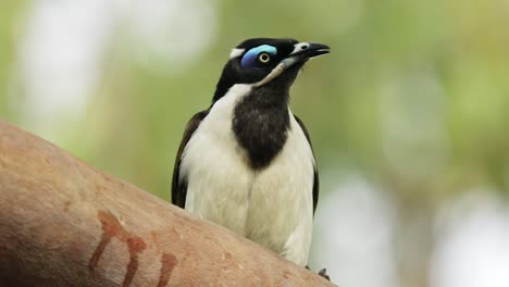 close up of a blue-faced honeyeater with bokeh background