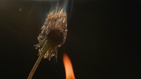 dandelion head flashes and burns in a fire. slow motion video