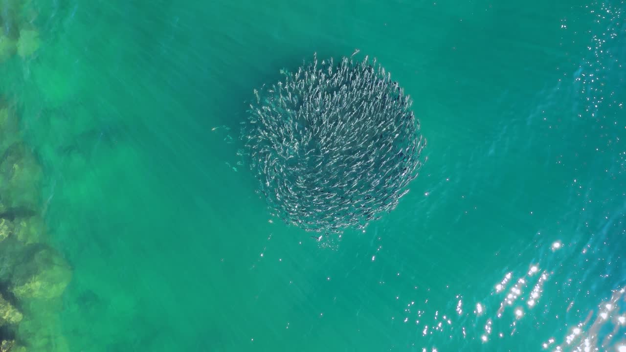 Aerial View of a Massive School of Fish in Clear Turquoise Water