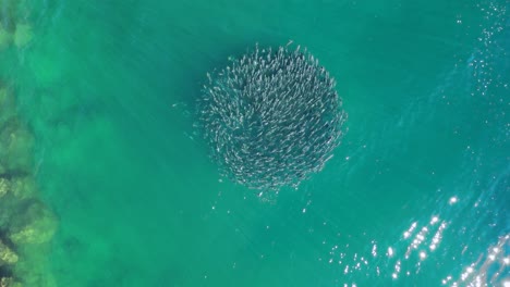 aerial view of a massive school of fish in clear turquoise water