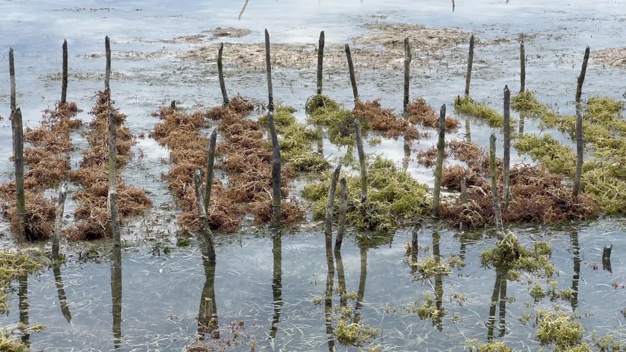 Tilt up view of Zanzibar's seaweed farming. Tanzania