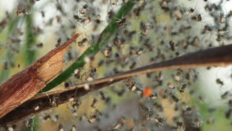 Spinnenschwarm-In-Sich-Windende-Bewegung-Verstört