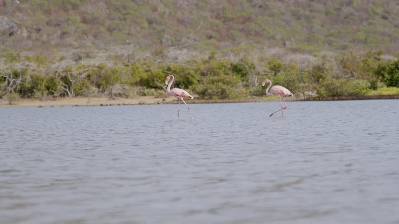 dos flamencos rosados vadeando en aguas serenas con vegetación exuberante en el fondo, luz del día