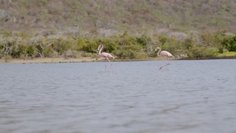 Dos-Flamencos-Rosados-Vadeando-En-Aguas-Serenas-Con-Exuberante-Vegetación-En-El-Fondo,-Luz-Del-Día